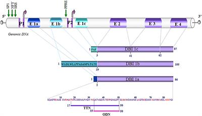 Cytoprotective and Neurotrophic Effects of Octadecaneuropeptide (ODN) in in vitro and in vivo Models of Neurodegenerative Diseases